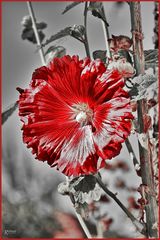 Rote Blume