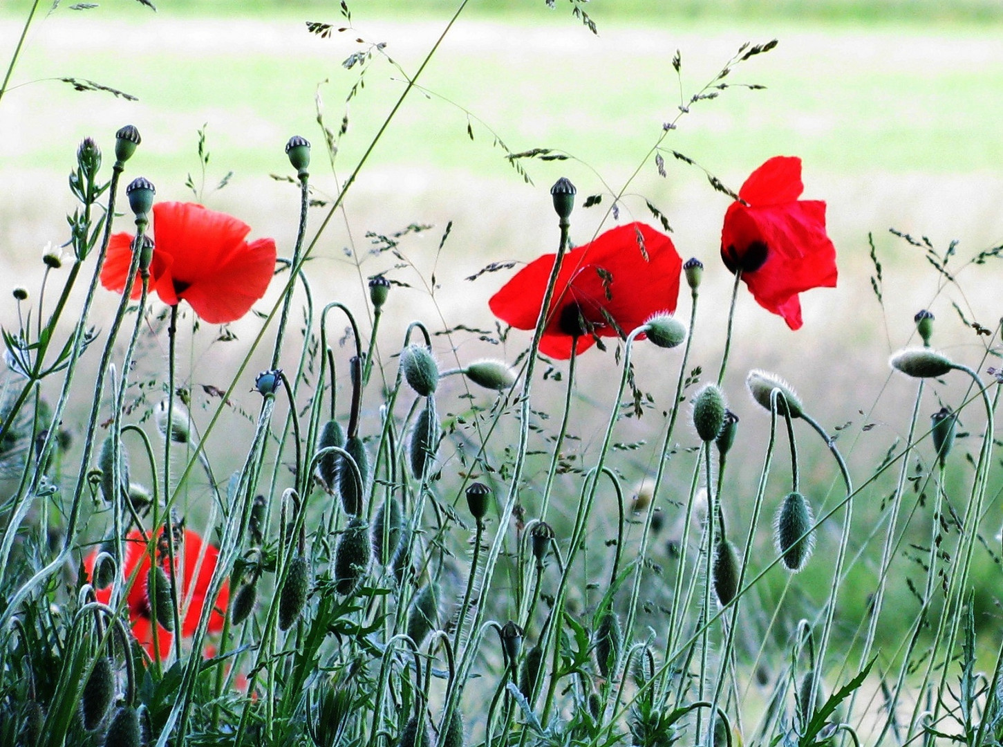 Rote Blume