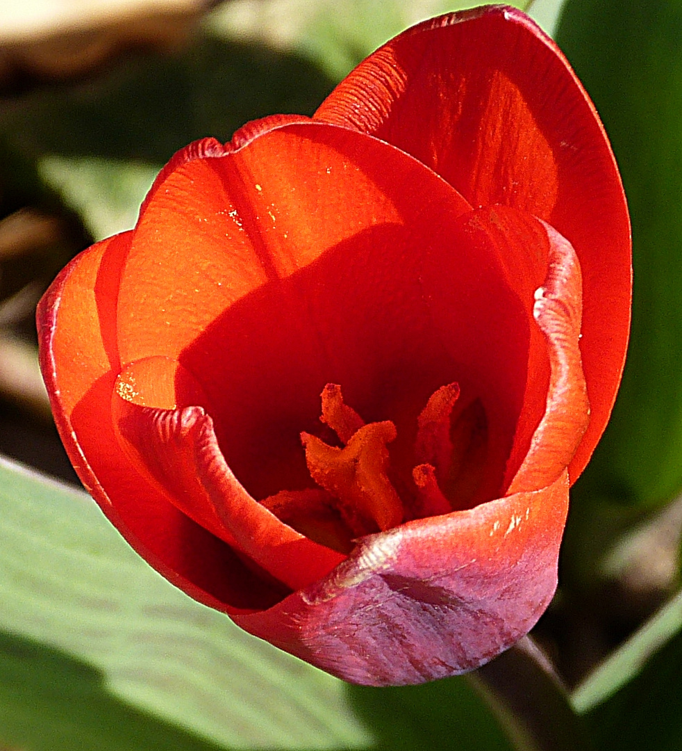 Rote Blume