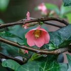 rote Blume an der Hecke