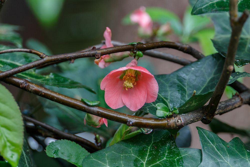 rote Blume an der Hecke