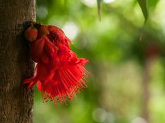 Rote Blume auf Baumstamm