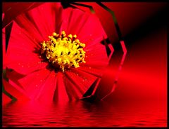 Rote Blume