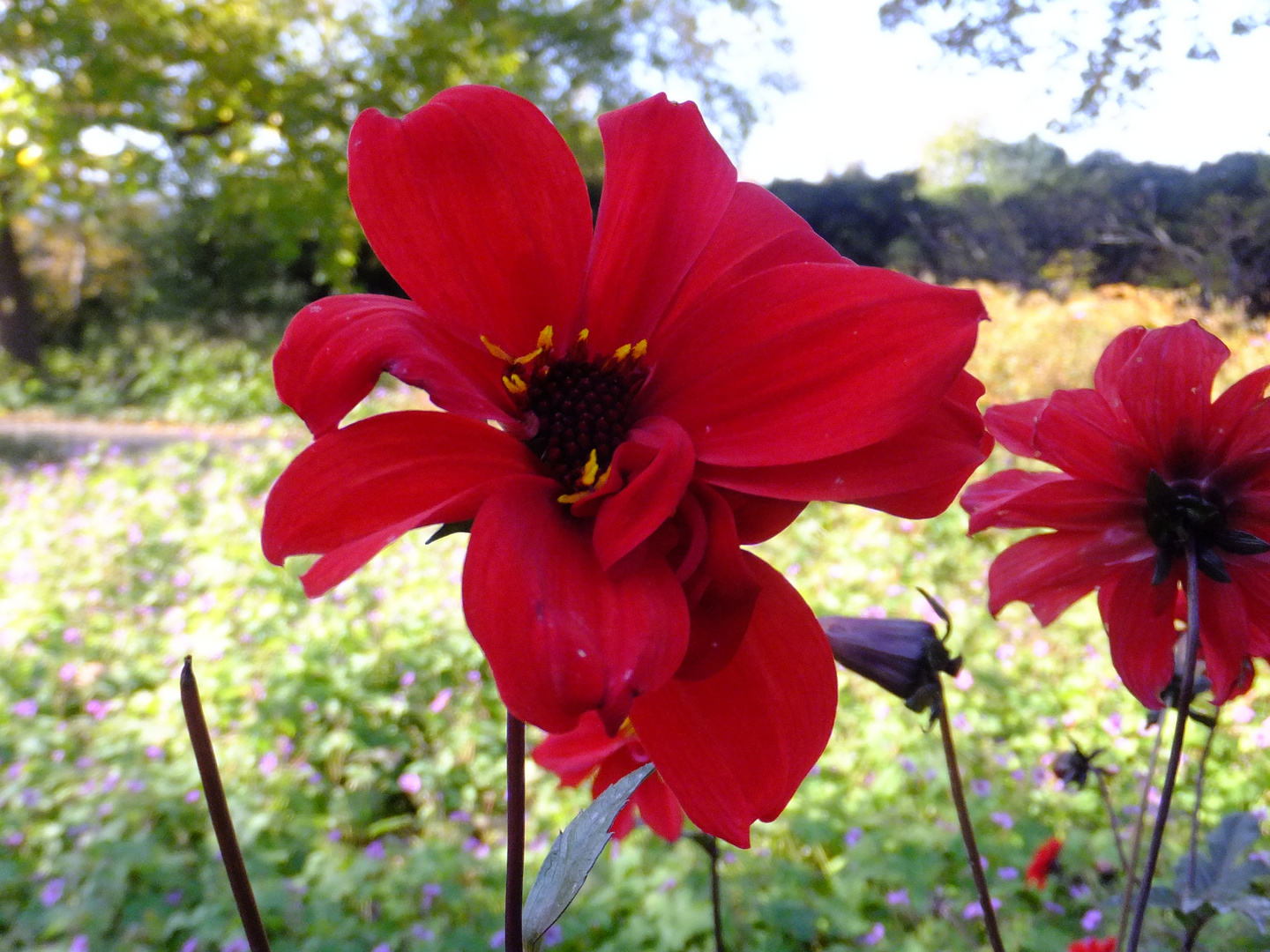 rote Blume