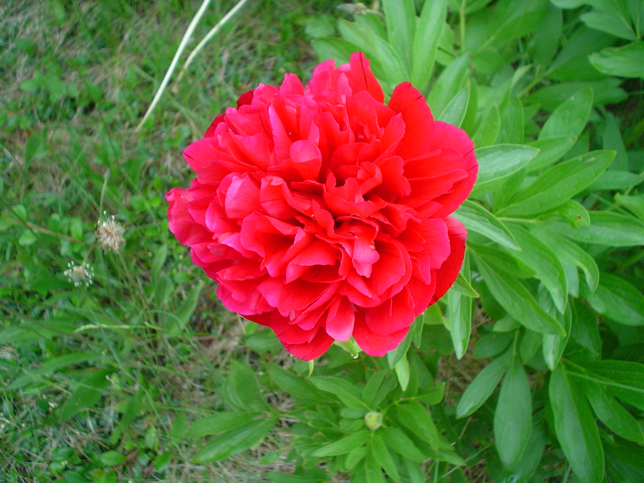 Rote Blume