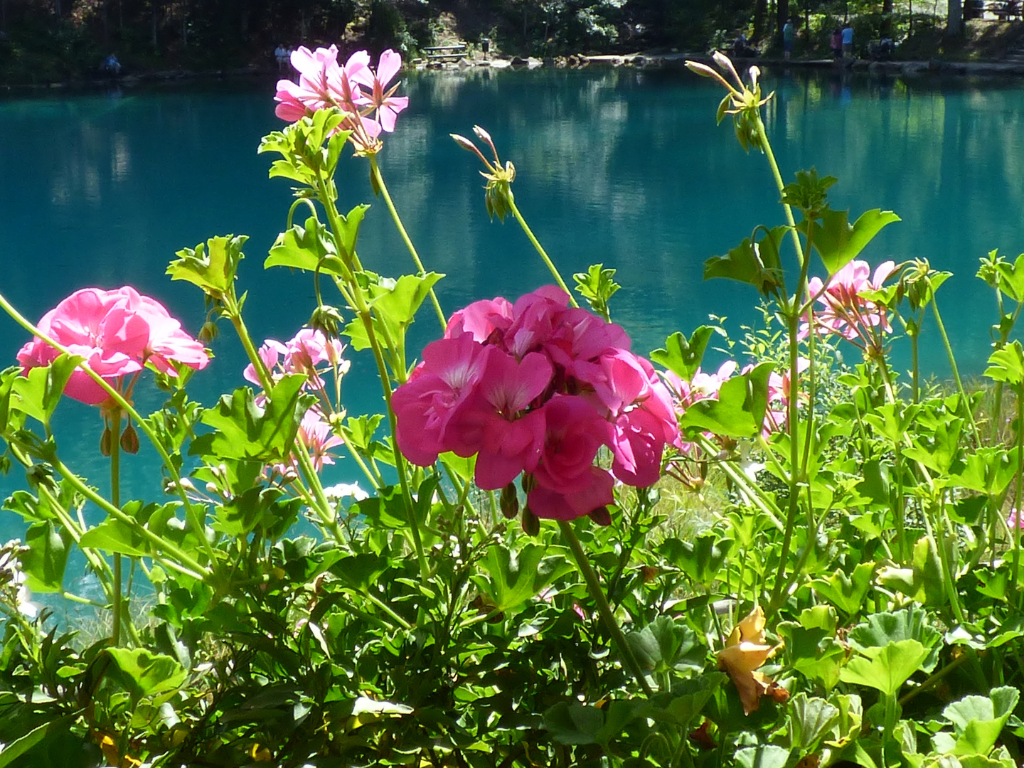 Rote Blume beim Blausee