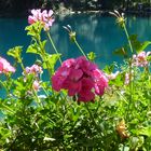 Rote Blume beim Blausee