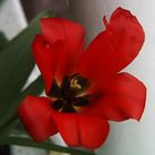 Rote Blume