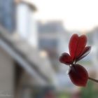 Rote Blume