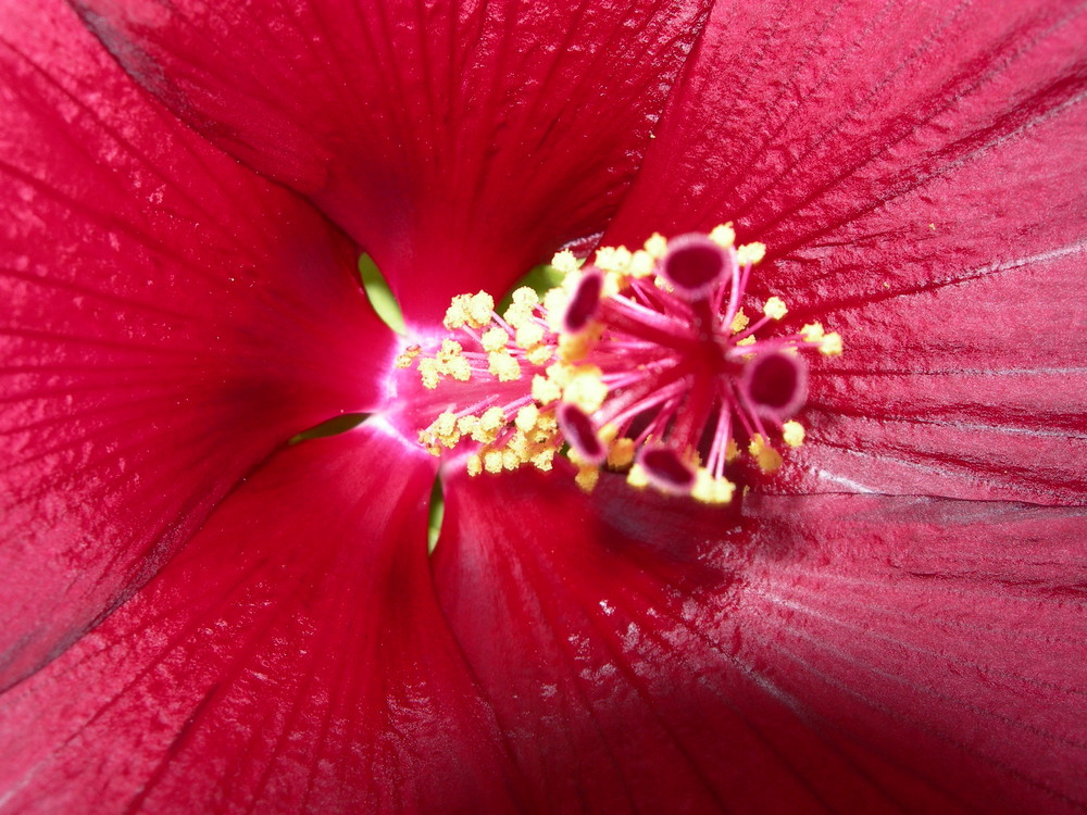 Rote Blume