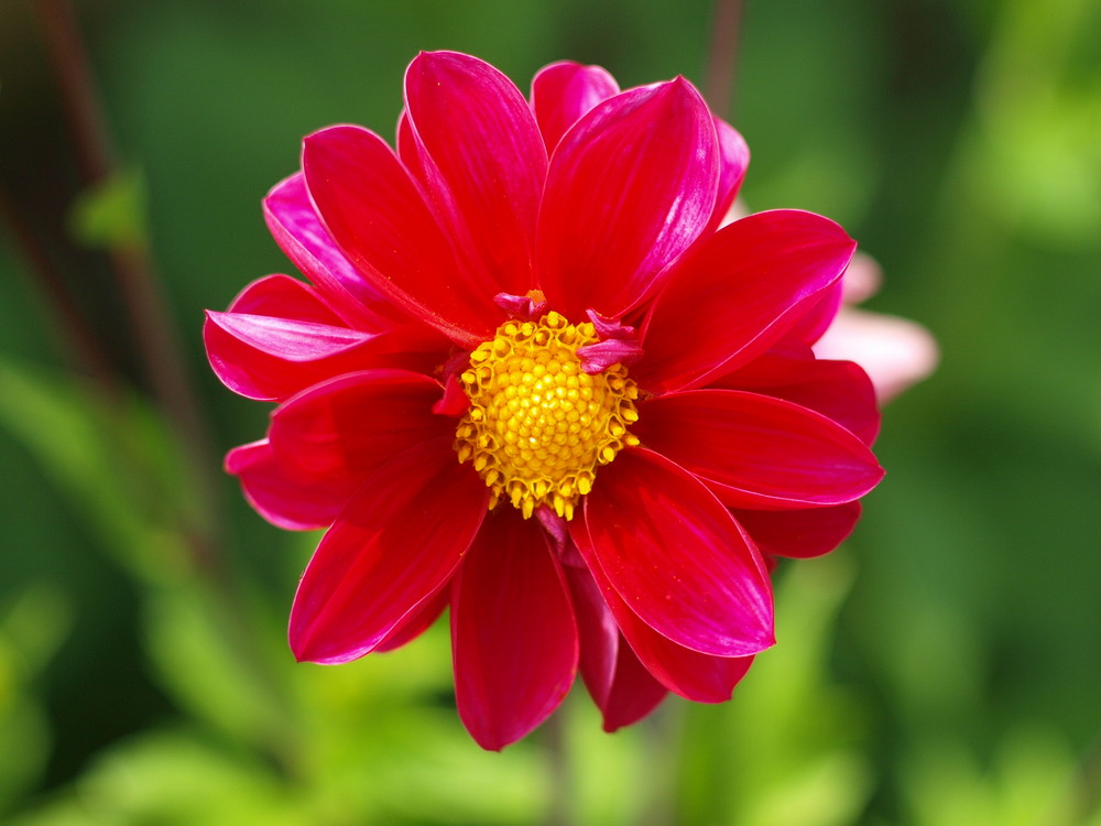 Rote Blume Foto & Bild | archiv projekte naturchannel, naturprojekte