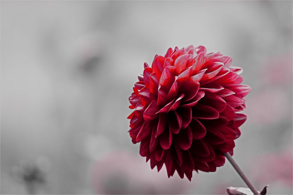 Rote Blume