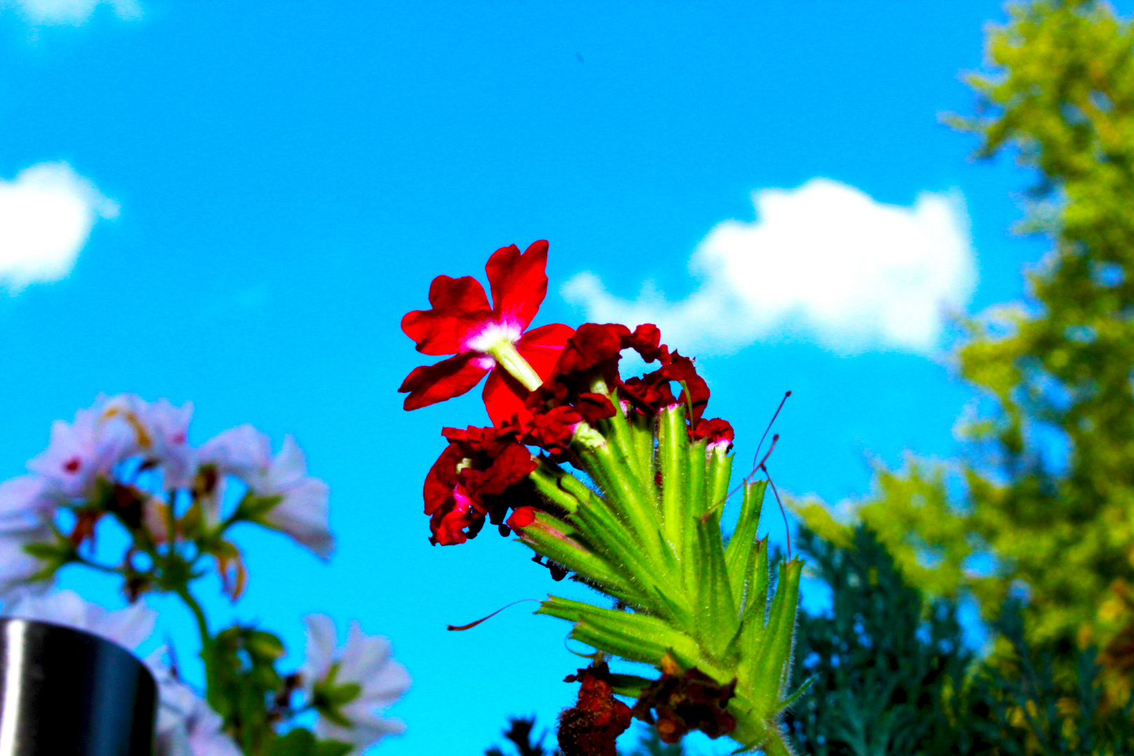 Rote Blume im Blauen Himmel