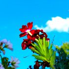 Rote Blume im Blauen Himmel