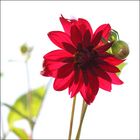 Rote Blume im Gegenlicht