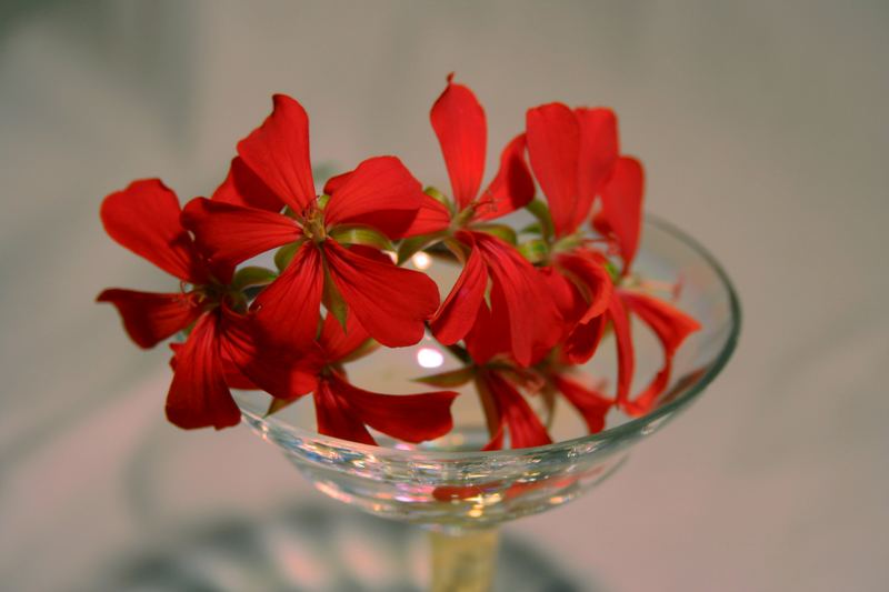 Rote Blume im Glas