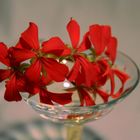 Rote Blume im Glas