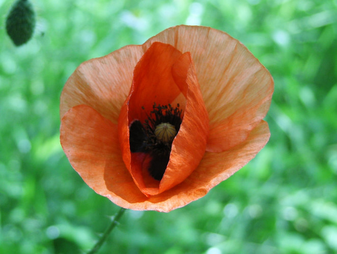 Rote Blume im grünen Meer