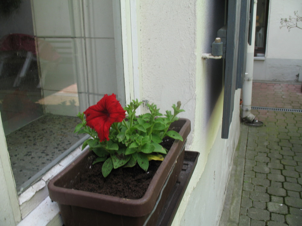 Rote Blume in unserem Hof