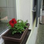 Rote Blume in unserem Hof