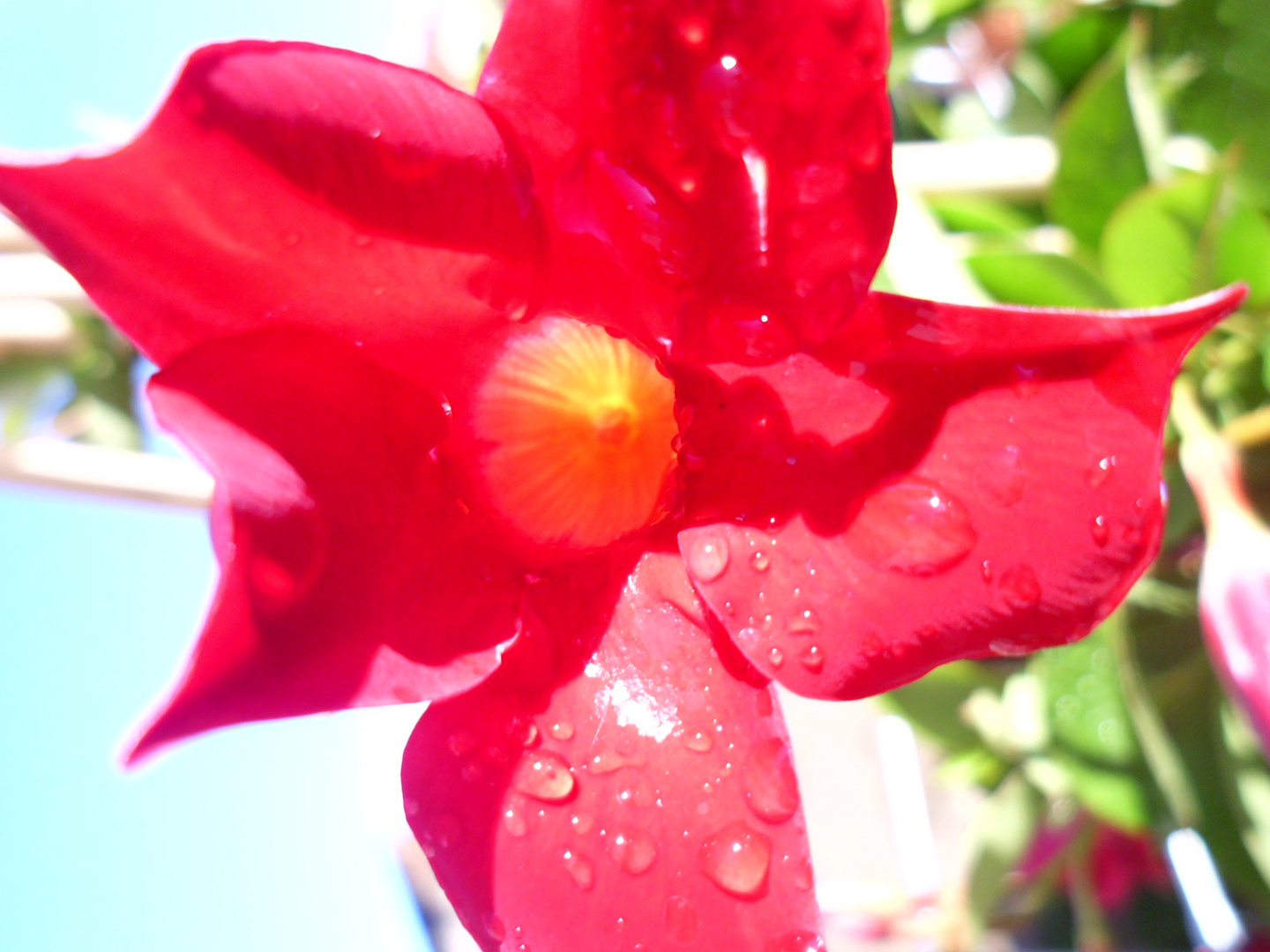 Rote Blume nach Regen