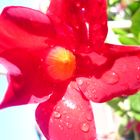 Rote Blume nach Regen