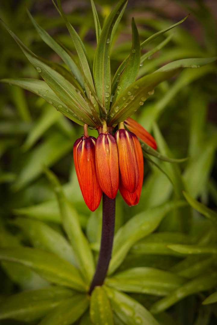 Rote Blume Palmenart