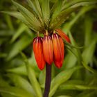 Rote Blume Palmenart