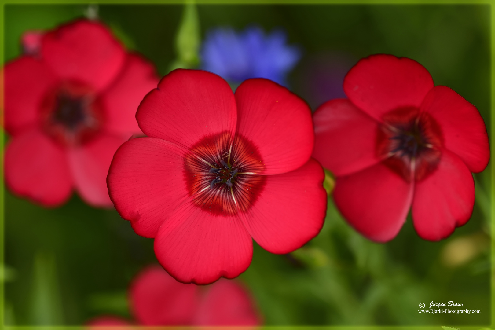 Rote Blumen