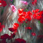 rote Blumen