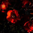 Rote Blumen