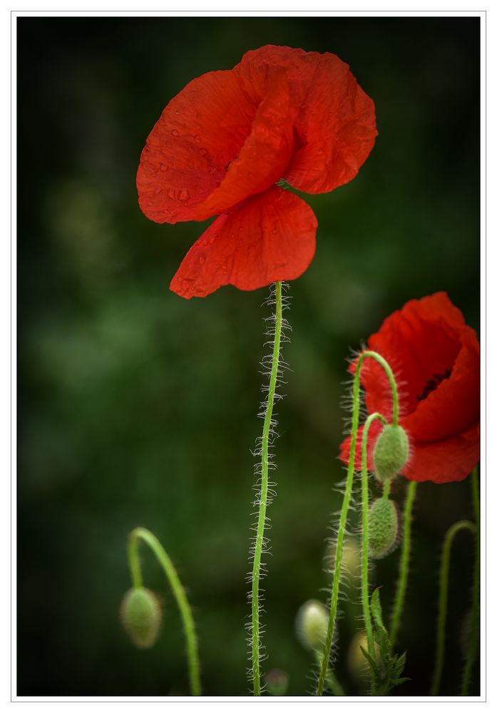 Rote Blumen