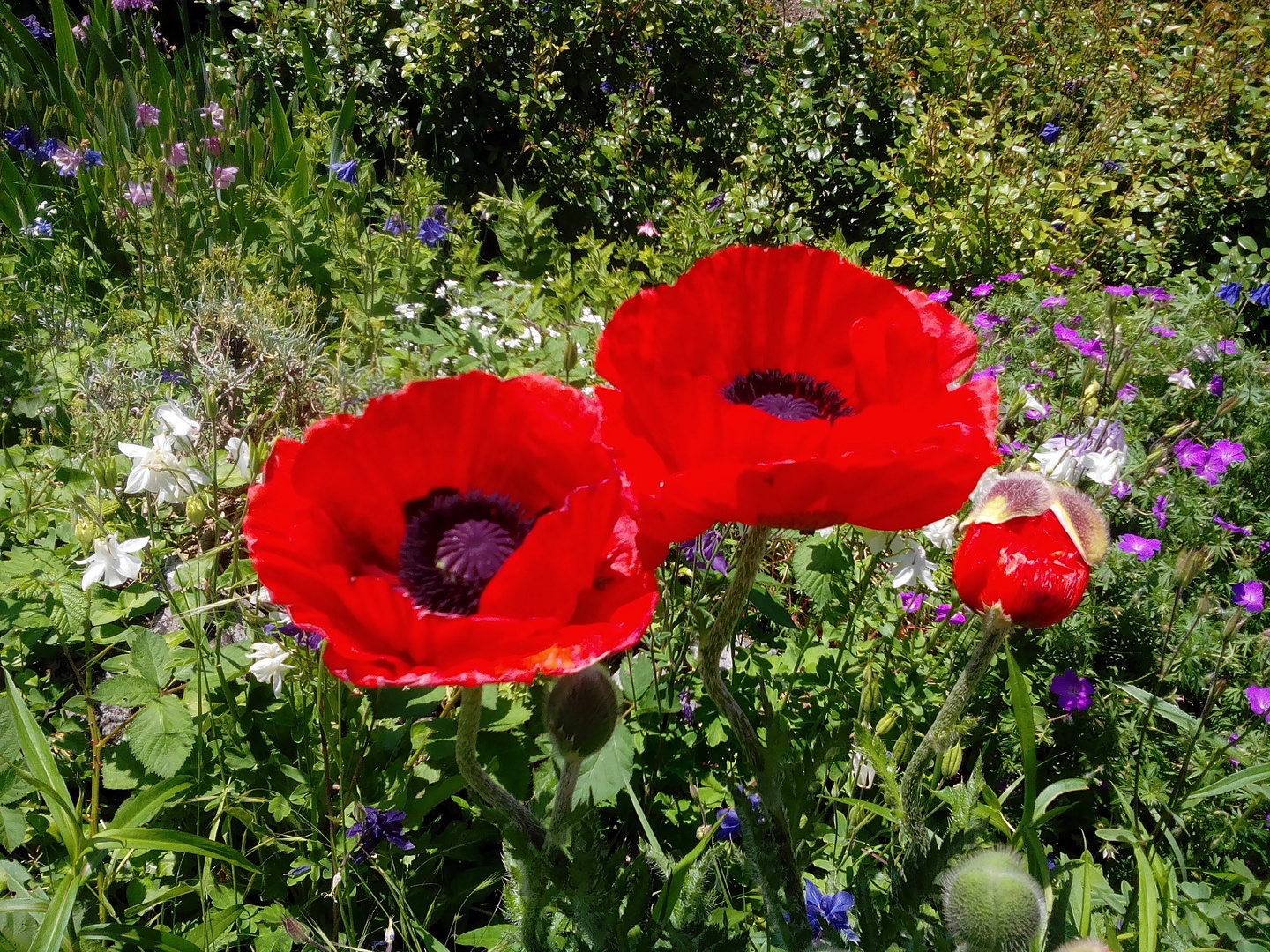 rote Blumen