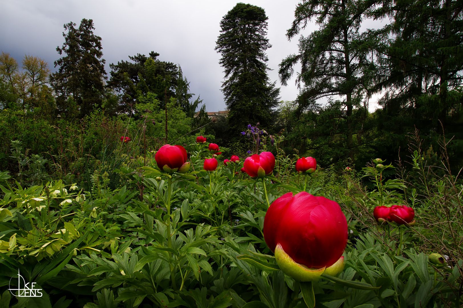 rote Blumen