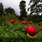 rote Blumen