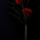 Rote Blumen