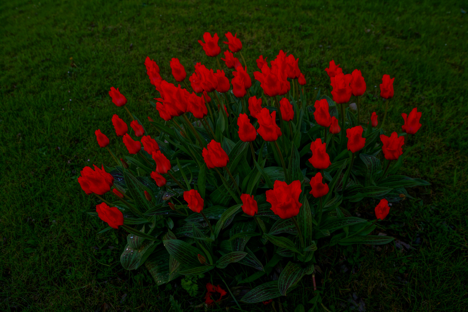 Rote Blumen HDR