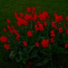 Rote Blumen HDR
