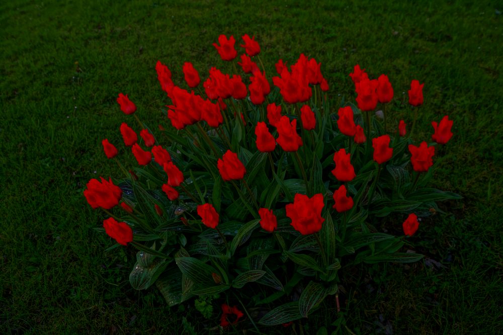 Rote Blumen HDR von Hakan Bensiz 