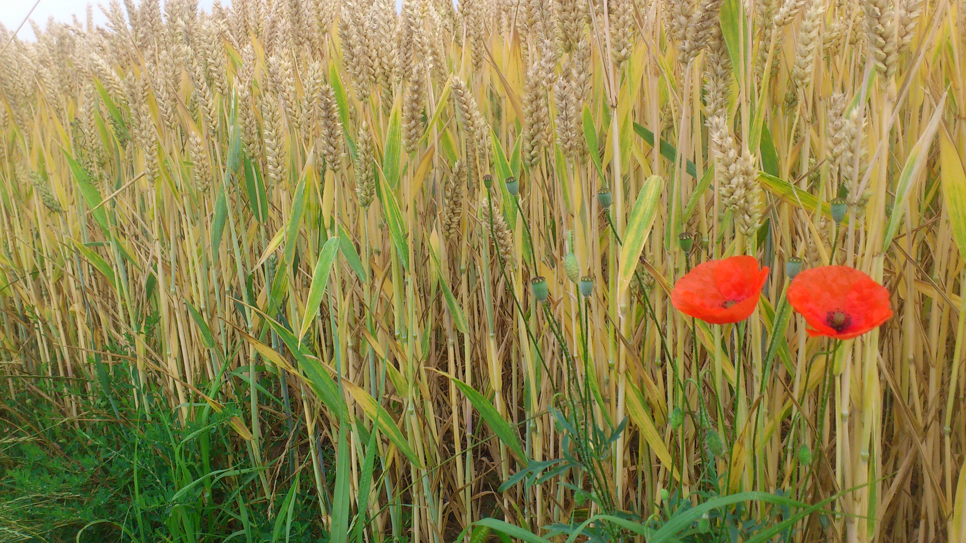 Rote Blumen im Kornfeld