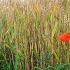 Rote Blumen im Kornfeld