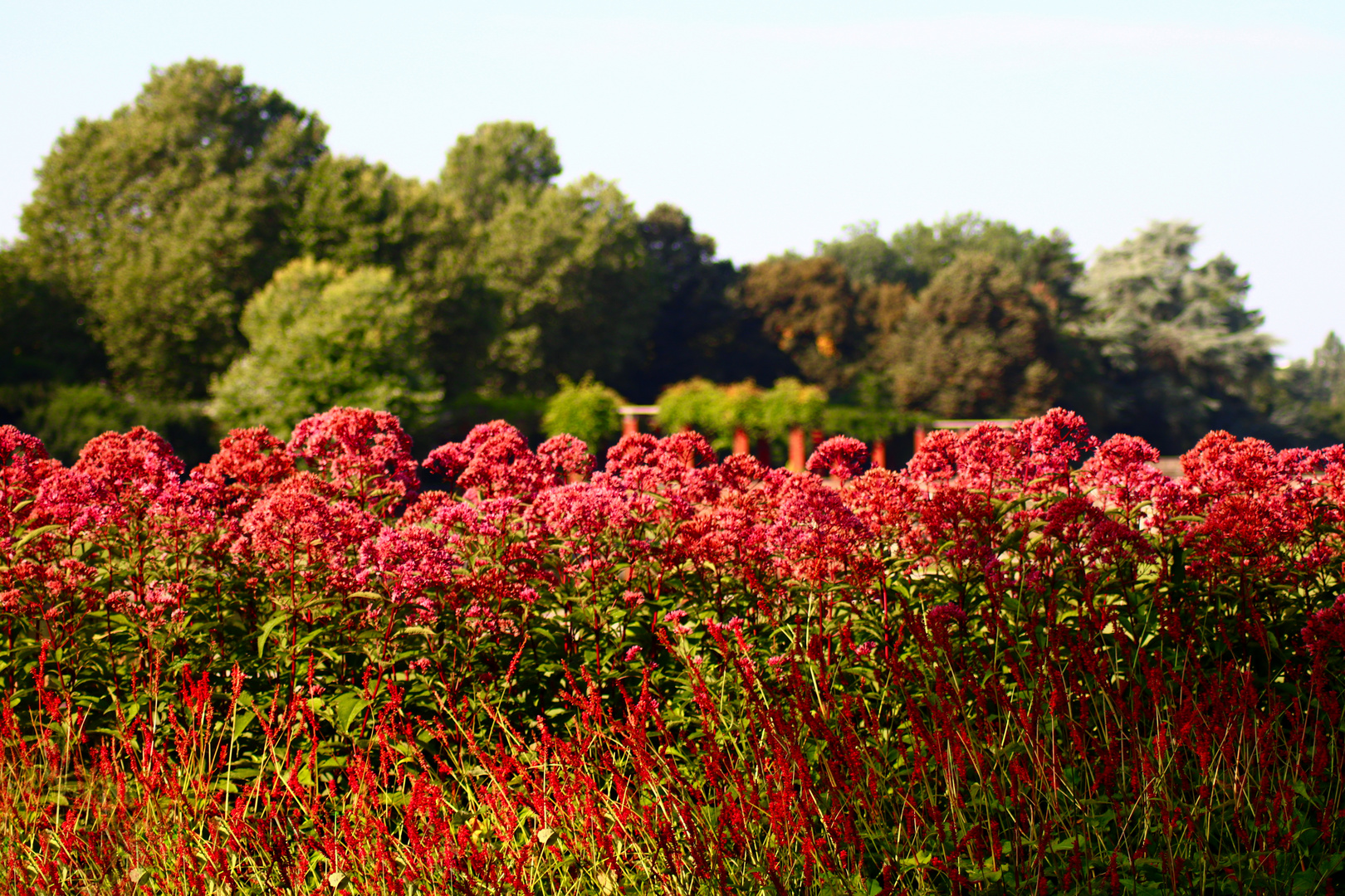 Rote Blumen im Park