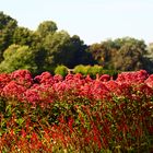 Rote Blumen im Park