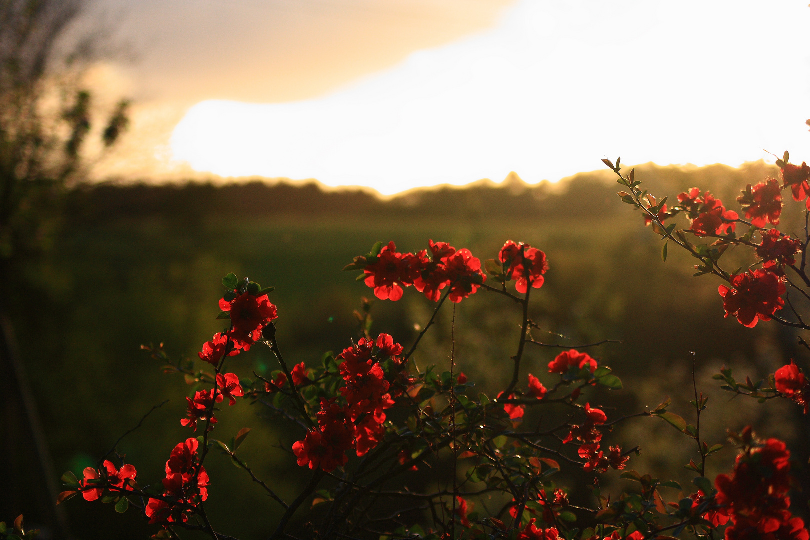 Rote Blumen im Untergang