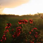 Rote Blumen im Untergang