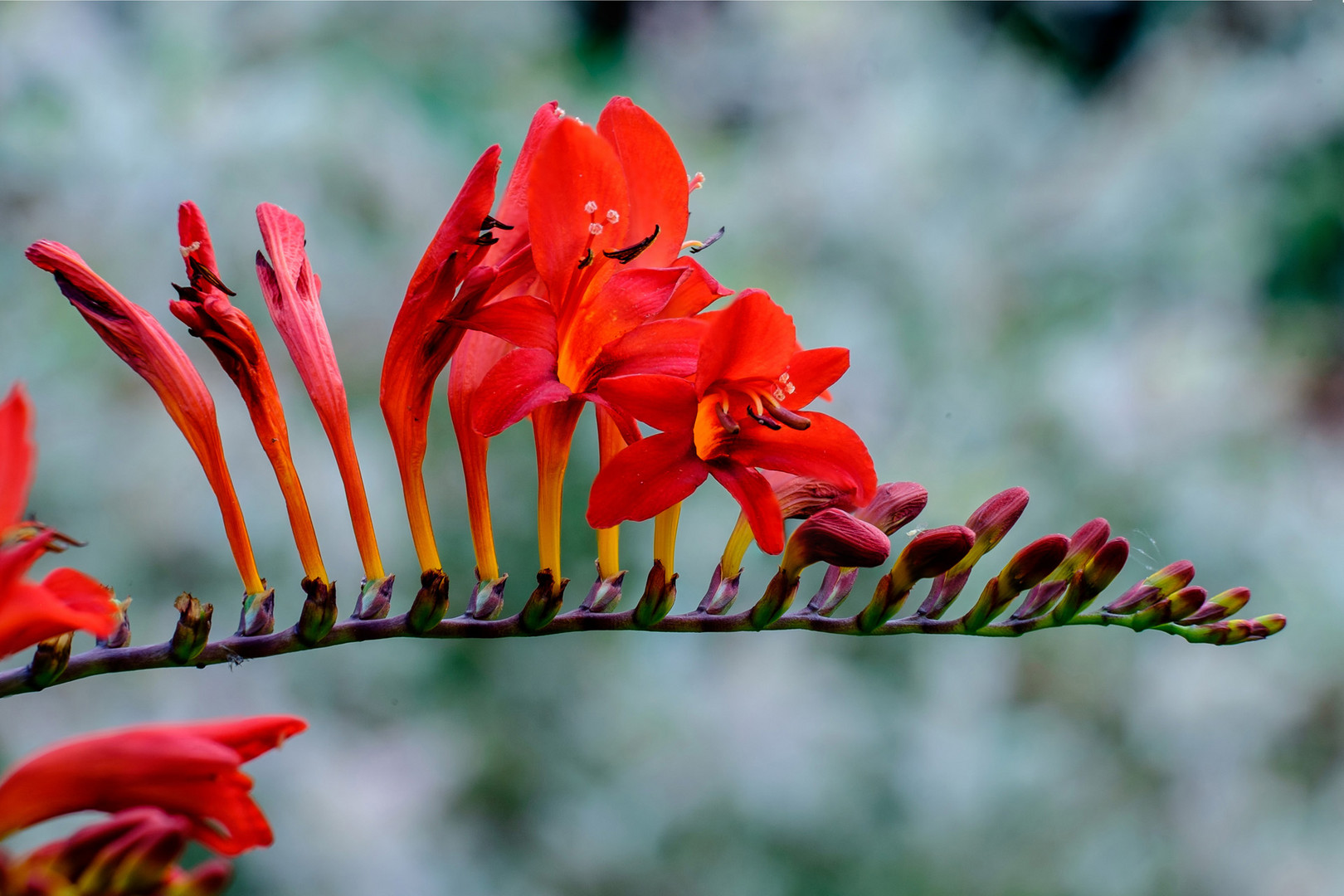 rote Blumenrispe