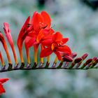 rote Blumenrispe