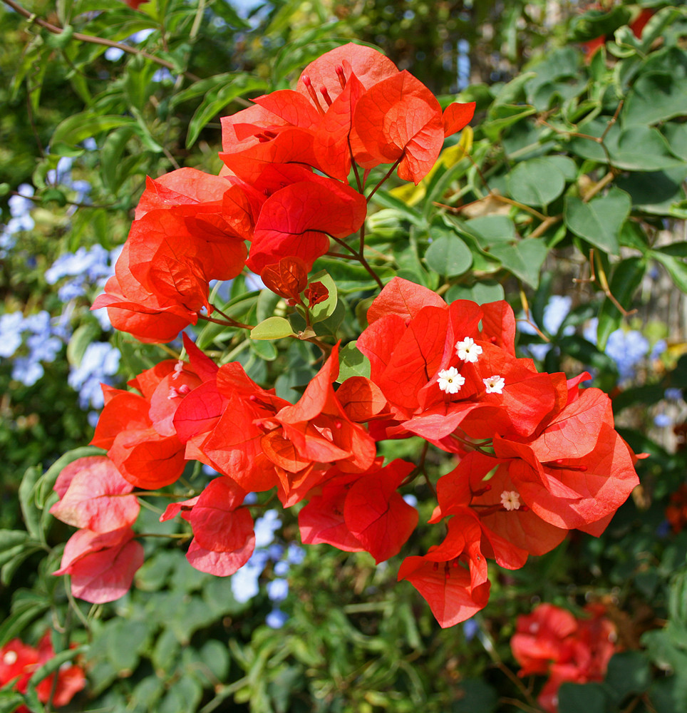 Rote Bougainvillea für Nicole...