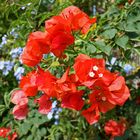 Rote Bougainvillea für Nicole...