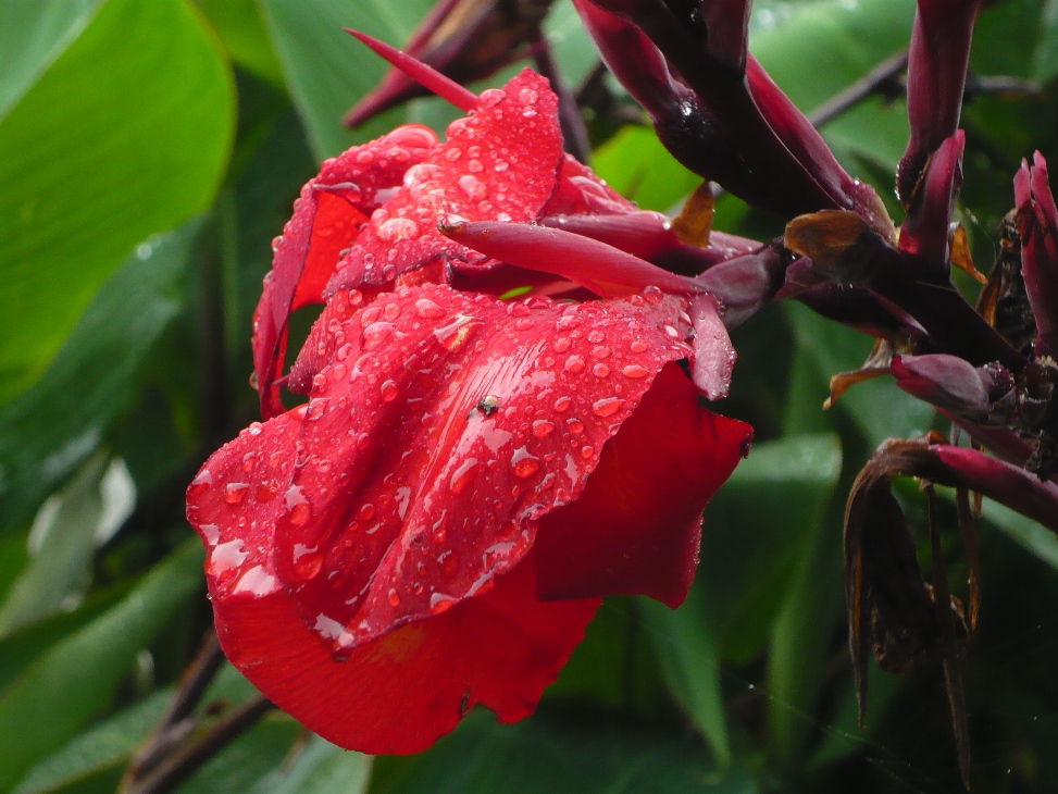Rote Canna nach dem Regen